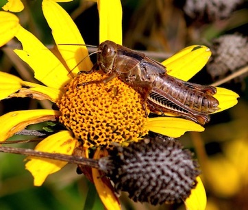 Immature Herringbone 
Melanoplus differentialis