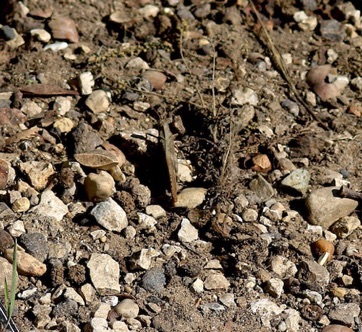 Camouflage Carolina Locust
(center)