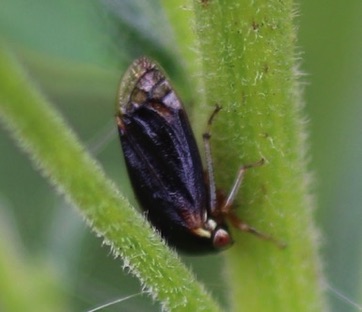 Black Treehopper
Acutalis tartarea