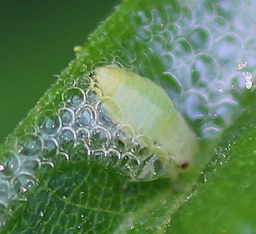 Spittlebug