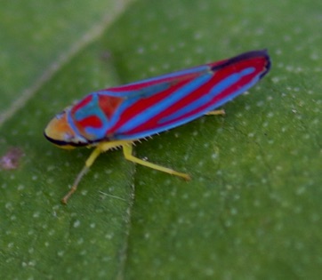 Red-banded Leafhopper
Graphocephala coccinea