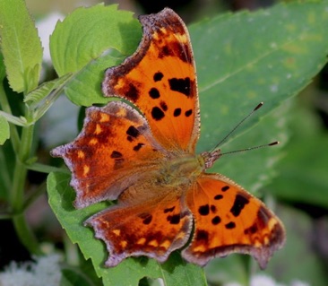 Comma
Polygonioa comma