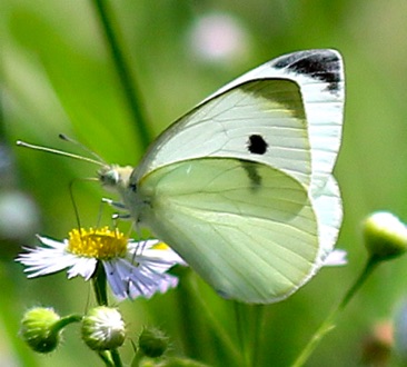 Cabbage White 
Artogeia rapae