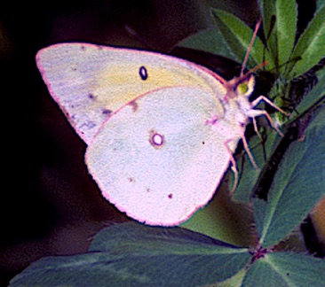 Cabbage White (male)
Artogeia rapae