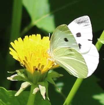 Cabbage White 
Artogeia rapae