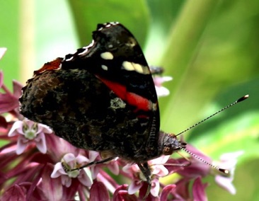 Red Admiral 
Vanessa atalanta