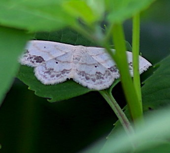 Lace-border Moth
Scopula limboundata