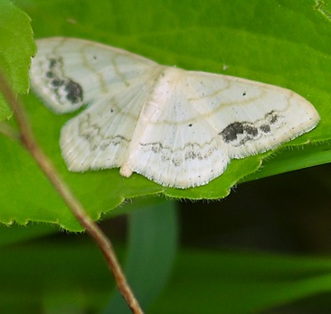 Lace-border Moth
Scopula limboundata