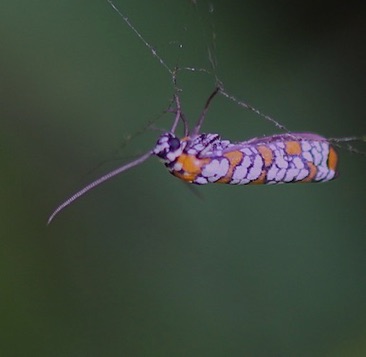 Ailanthus Webworm
Athena area