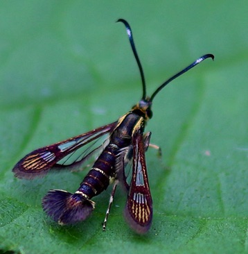 Eupatorium Borer
Carmen bassiformis