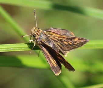 Peck's Skipper
Polites pecks