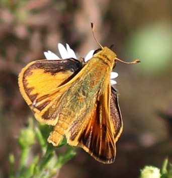 European
Thymelicus lineola