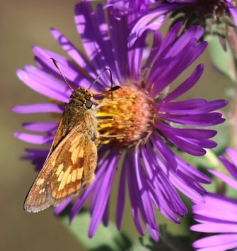 Peck's Skipper
Polites pecks