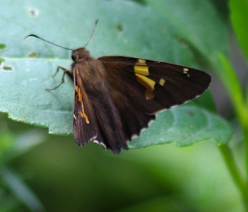 Silver-spotted Skipper 
Epargyreus clarus