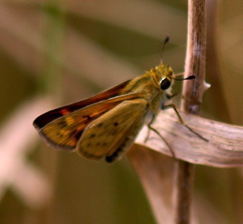 Tawny-edged
Polites themistocles