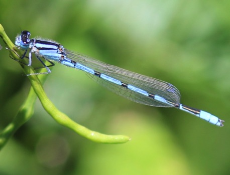 Familiar Bluet