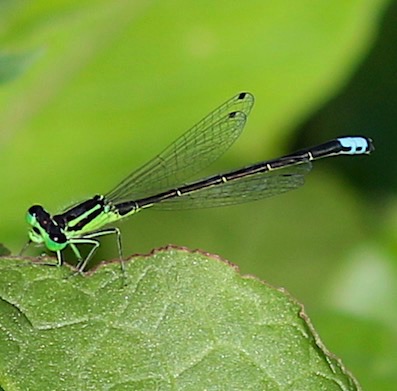 Eastern Forktail
Ischnura verticals