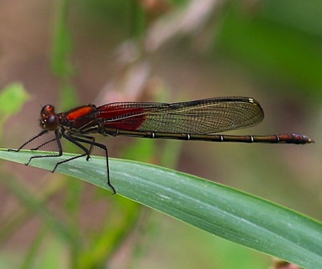 American Rubyspot (male)
Hetaerina americana