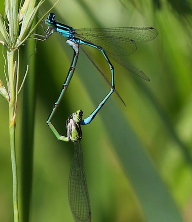 Stream Bluet
Enallagma exsulans