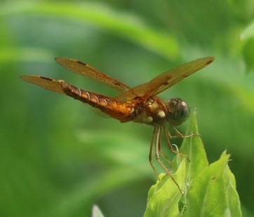 Eastern Amberwing (male)
Perithemis tenera