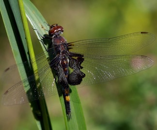 Black Saddlebags
Tramea lacerata