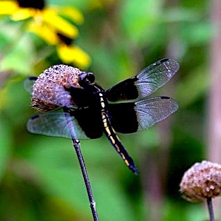 Widow Skimmer
Libelluila luctuosa