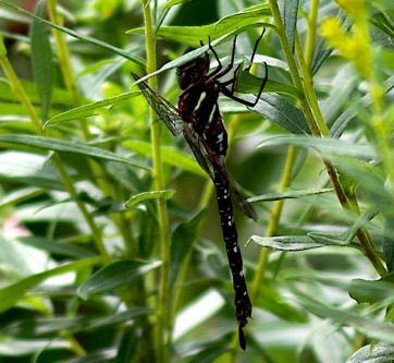 Shadow Darner
Aeshna umbrosa