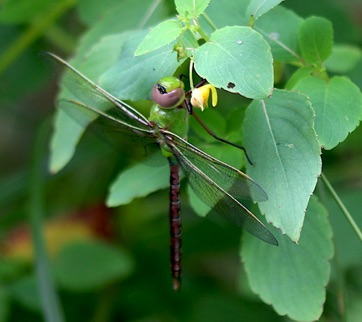 Common Green Darner
Anax junius