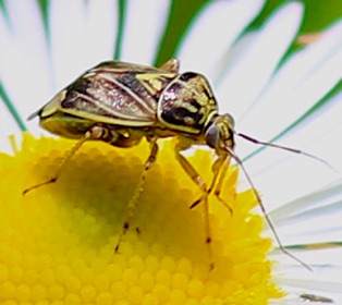 Tarnished Plant Bug*
Lygus lineolaris