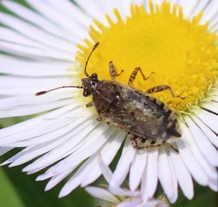 Hyaline Grass Bug*
Liorhyssus hyalinus