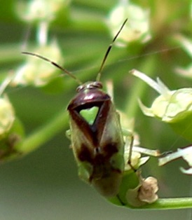 Carrot Plant Bug*
Orthops scutellatus