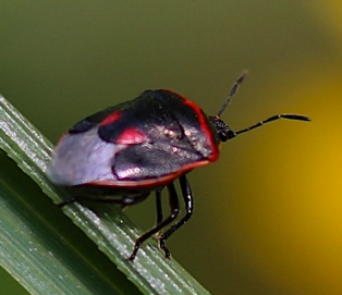 Twice-stabbed Stink Bug*
Cosmopepla lintneriana