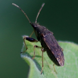 Dirt-colored Seed Bug*
Froeschneria piligera