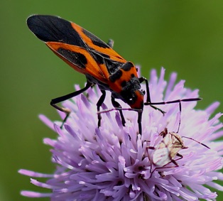 False Milkweed Bug*
Lygaeus turcicus