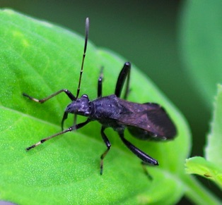 Broad-headed Bug*
Alydus eurinus