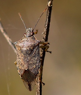 Brown Stink Bug*
Euschistus servus