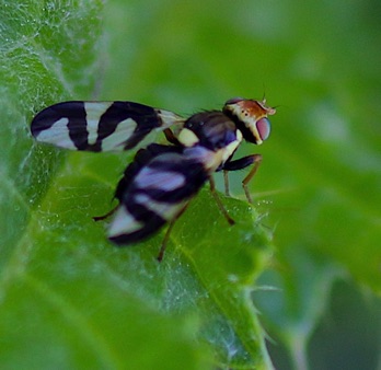 Fruit Fly
Urophora cardi