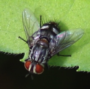 Flesh Fly
Sarcophaga spp.