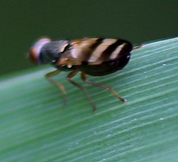 Picture-winged Fly
Chaegopsis,,