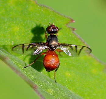 Soybean Nodule Fly
Rivellia quadrifasciata