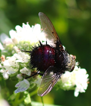 Parasitic Fly
Archytas lateralis