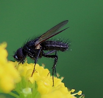 Woodlouse Fly
Melanophora roralis