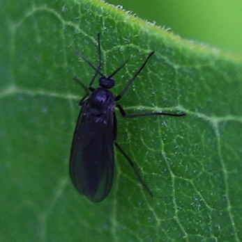 Dark-winged Fungus Gnat