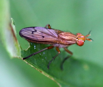 Golden Dung Fly
Scathophaga stercoraria