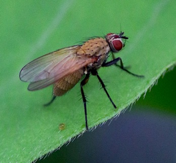 Golden Dung Fly
Scathophaga stercoraria