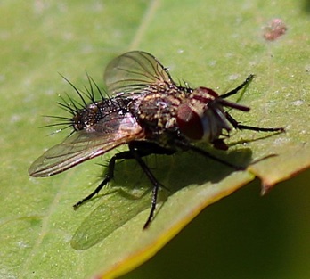 Tachina Fly
Archytas spp