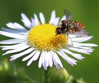 Flower Flies Mating