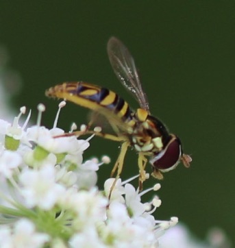 Eastern Calligrapher*
Toxomerus geminates