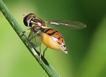 Flower Fly