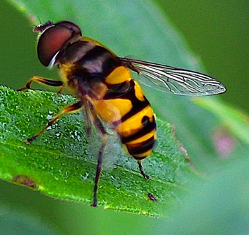 Transverse-banded Drone Fly*
Eristalis transversa